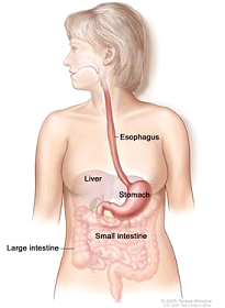The stomach and esophagus are part of the upper digestive system.