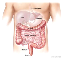 Anatomy of the lower digestive system, showing the colon and other organs.