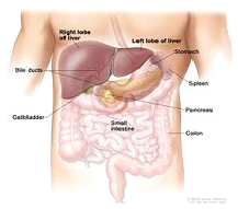 Anatomy of the liver. The liver is in the upper abdomen near the stomach, intestines, gallbladder, and pancreas. The liver has four lobes. Two lobes are on the front and two small lobes (not shown) are on the back of the liver.